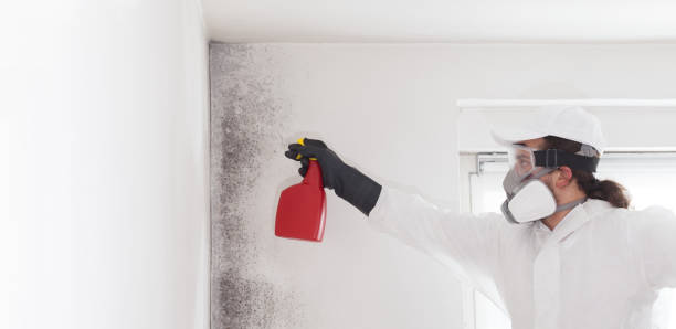 Best Residential Mold Removal  in North Palm Beach, FL