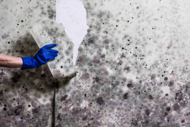 Best Commercial Mold Removal  in North Palm Beach, FL